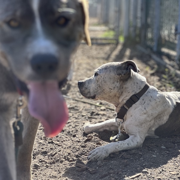 Shelter dog playgroup