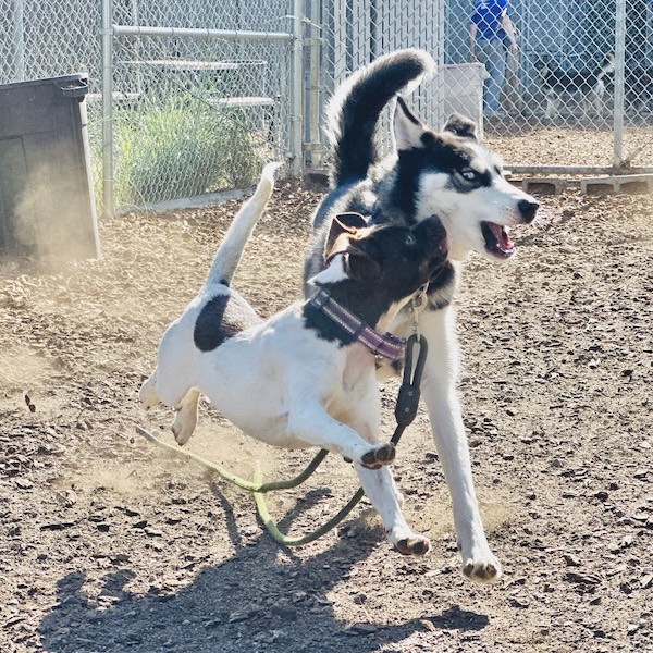 Shelter dog playgroup