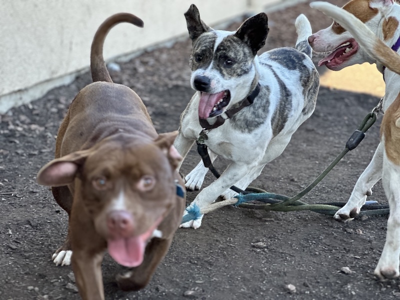 Shelter dog playgroup